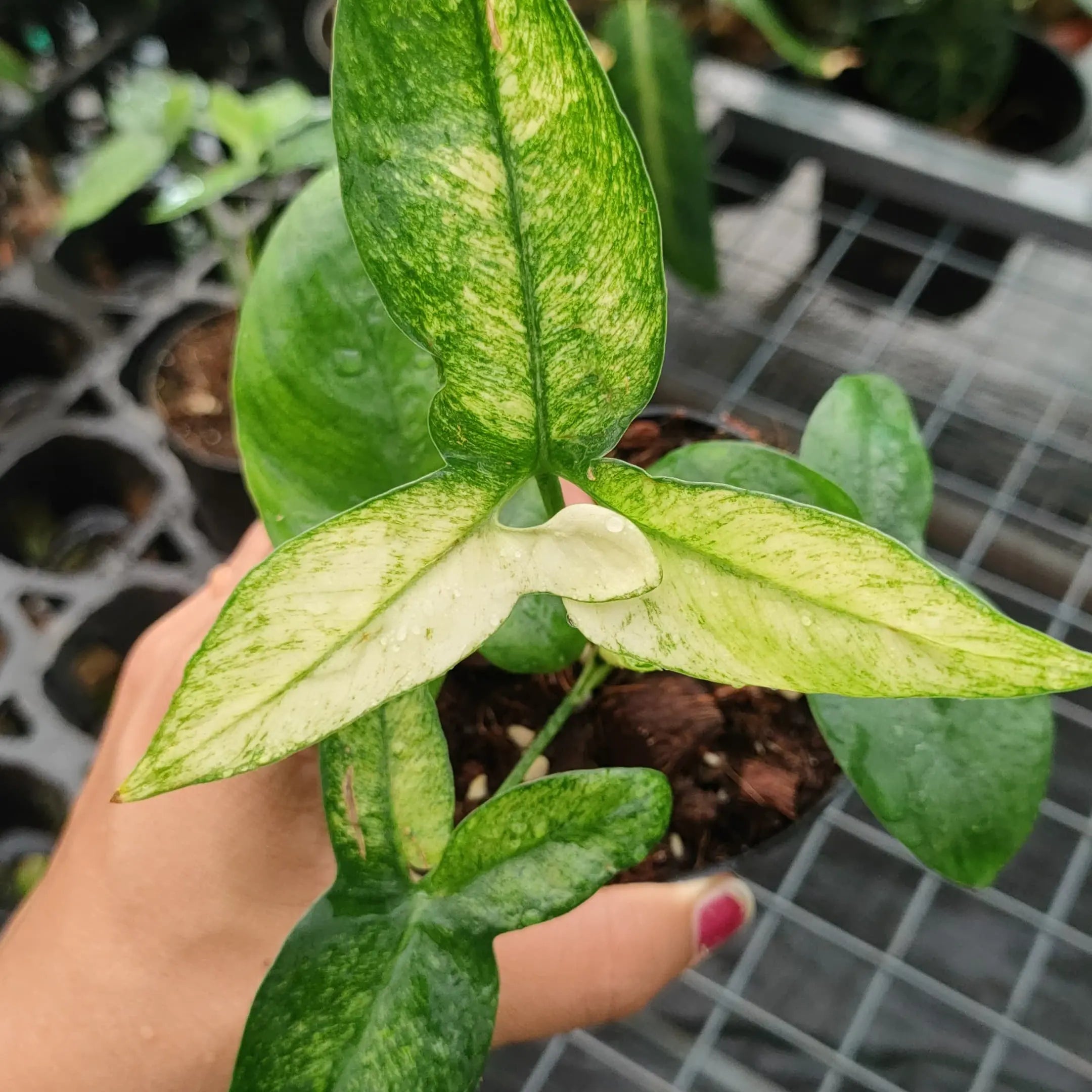 philodendron goeldii variegata Philodendron Goeldii Mint Variegated (Rare Plant) – Soiled
