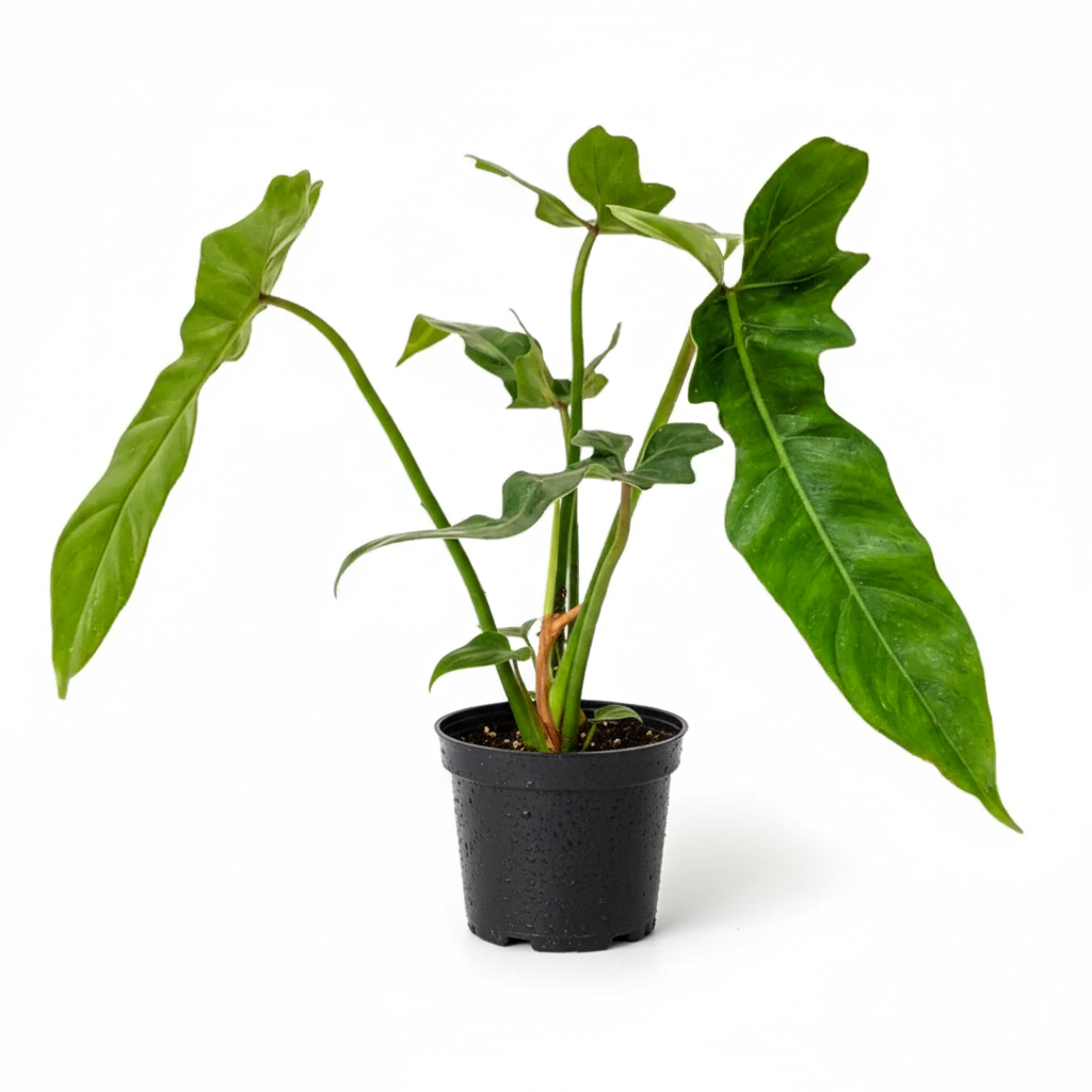Potted Philodendron Golden Dragon plant with large green leaves on a white background