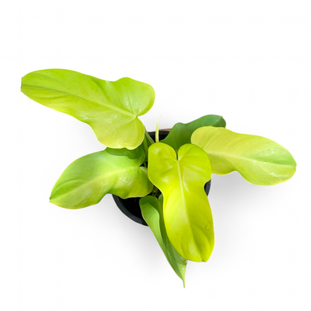 Philodendron 'Golden Violin' - Philodendron - Soiled
