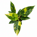 Philodendron Green Congo Variegated