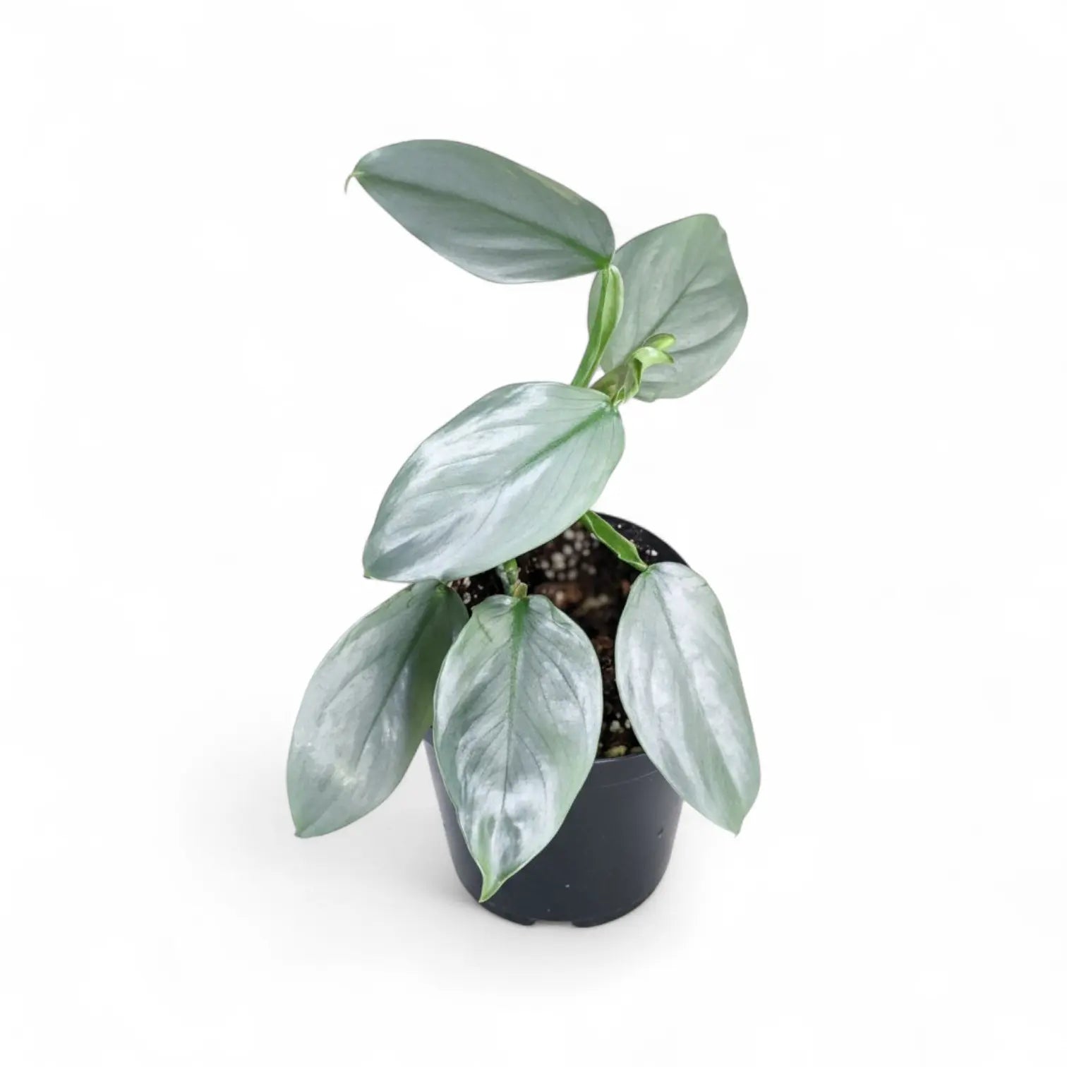 hastatemom philodendron Philodendron Hastatum