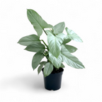 Potted plant with green leaves on a white background