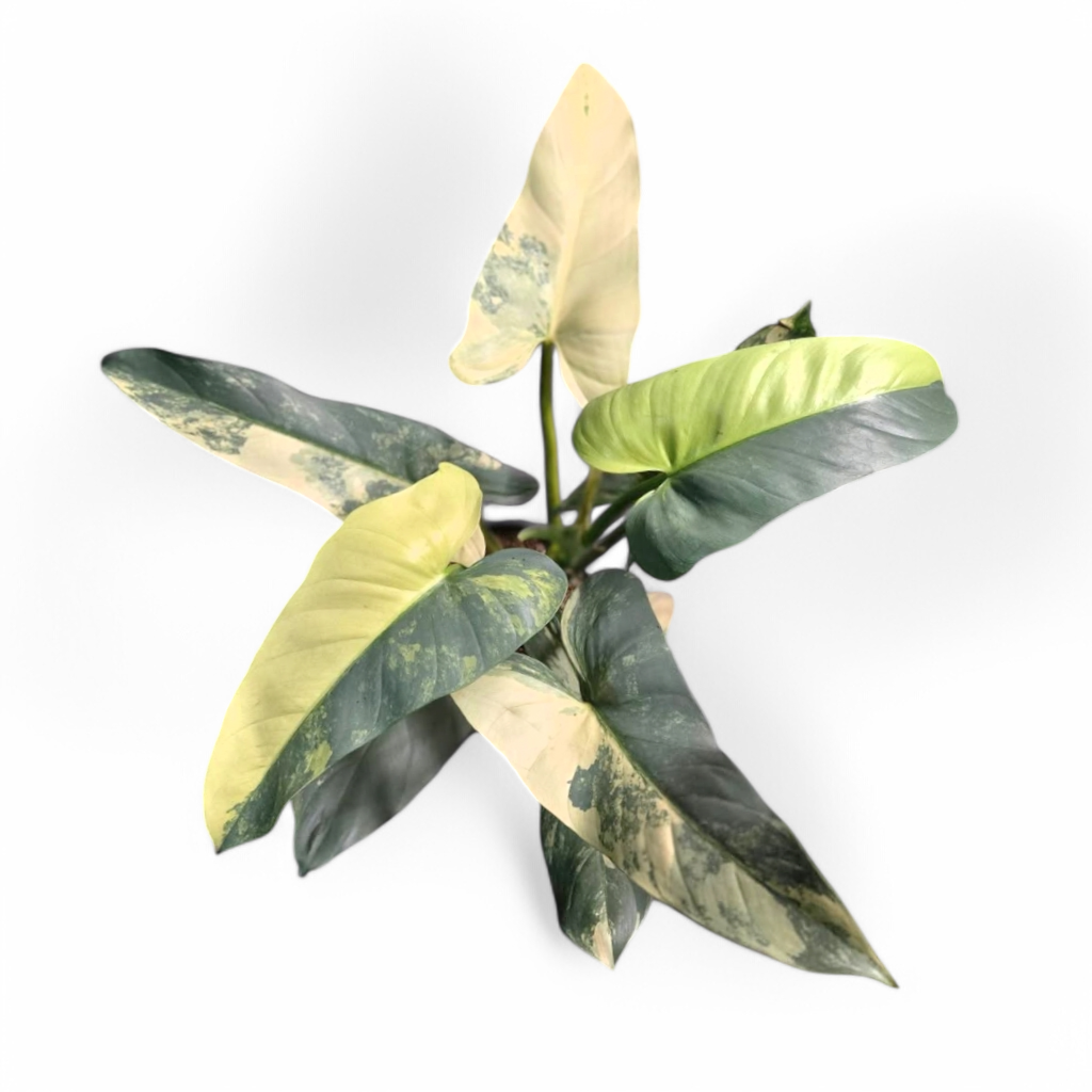 Philodendron Hastatum (Silver Sword) Variegated - Philodendron - Soiled
