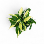 Philodendron Hederaceum 'Cream Splash' - Philodendron - Soiled