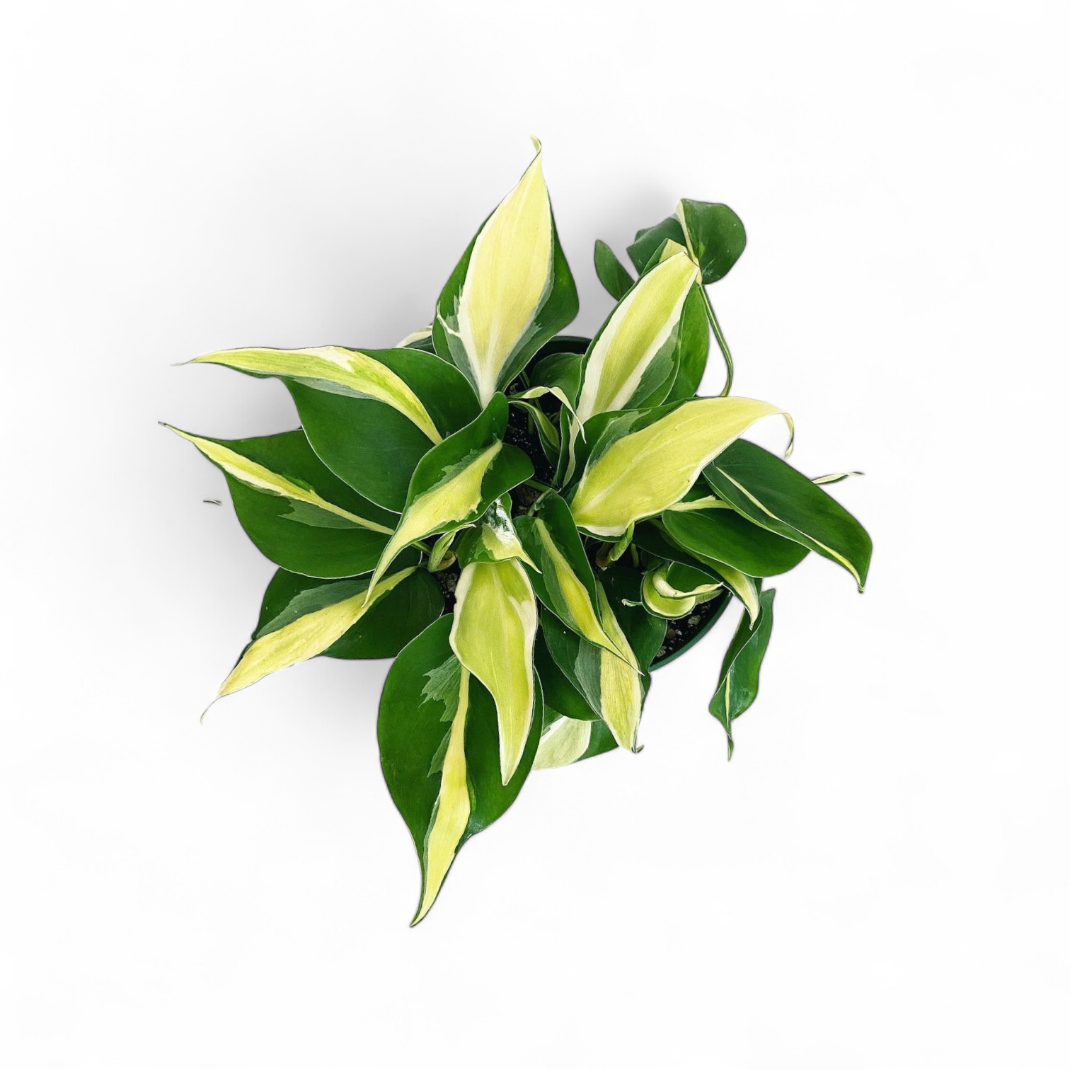 Philodendron Hederaceum 'Cream Splash' - Philodendron - Soiled
