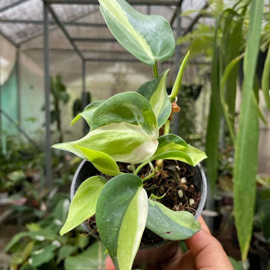 Philodendron Hederaceum 'Cream Splash' - Philodendron - Soiled