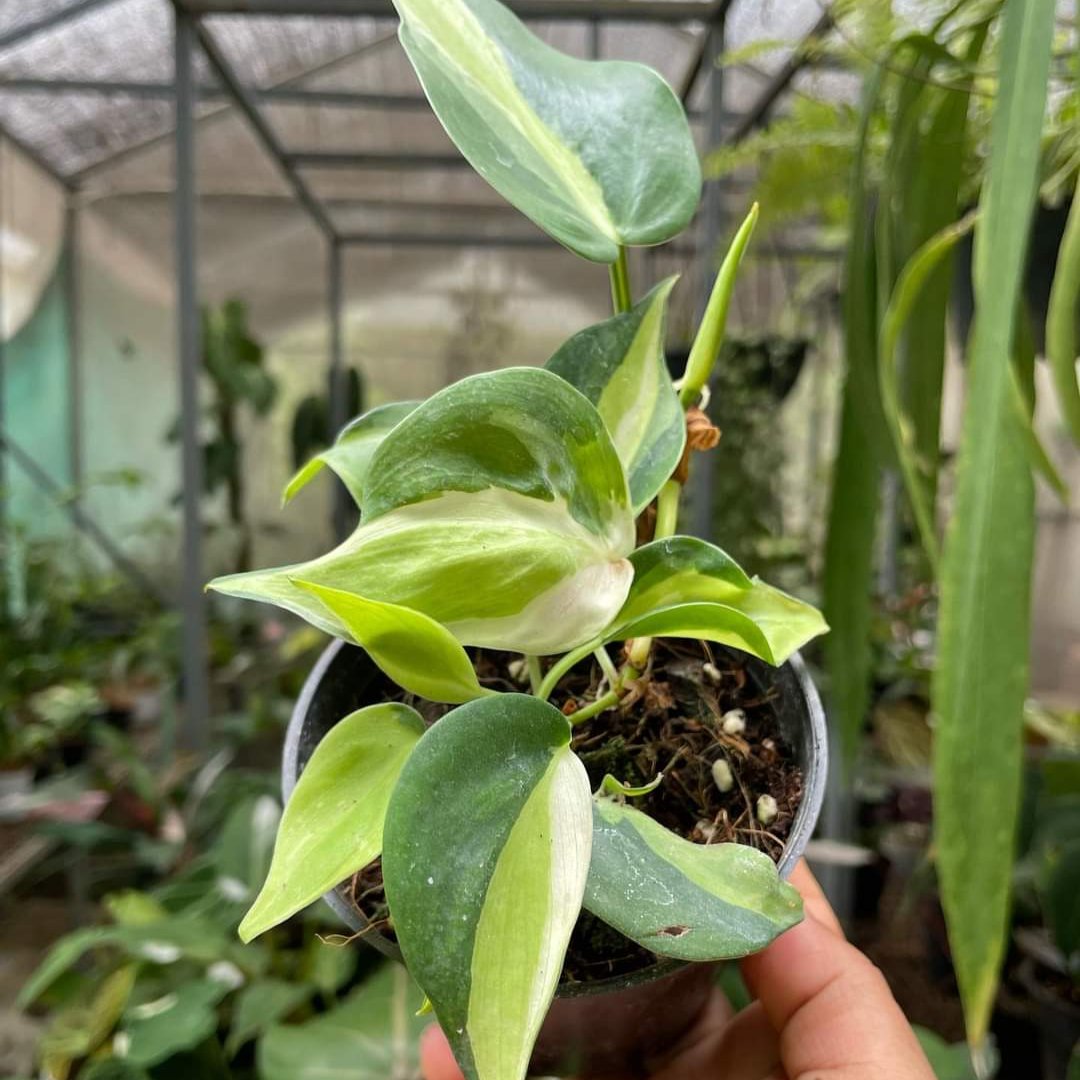Philodendron Hederaceum 'Cream Splash' plant size