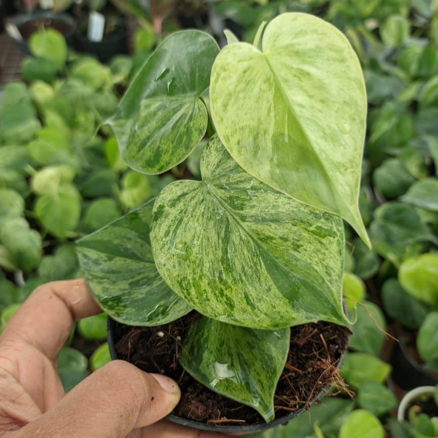 Philodendron Hederaceum Variegated - Philodendron - Soiled