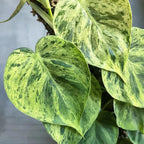 Philodendron Hederaceum Variegated - Philodendron - Soiled