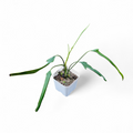 Philodendron Holtonianum - Philodendron - Soiled