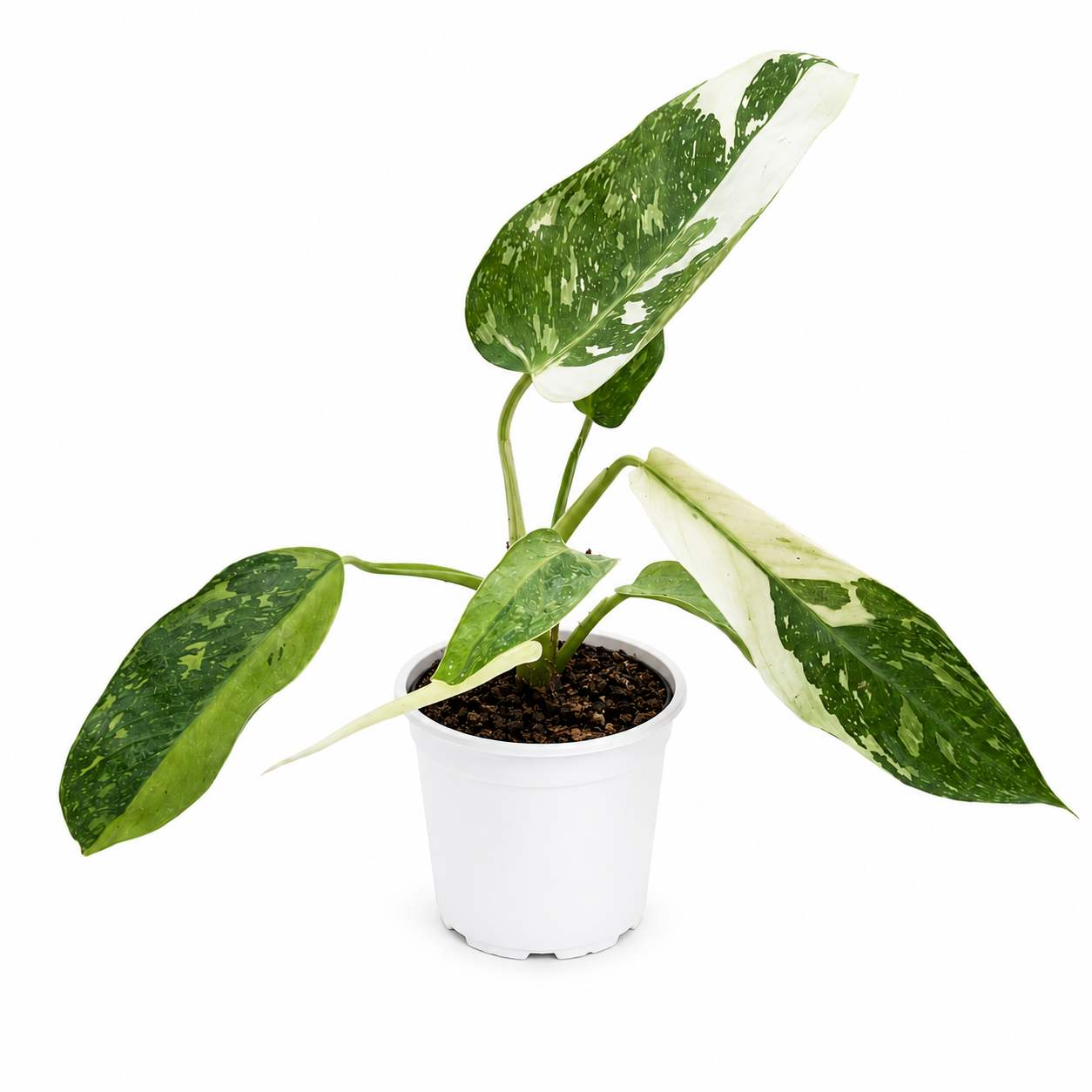 Philodendron Jose Buono