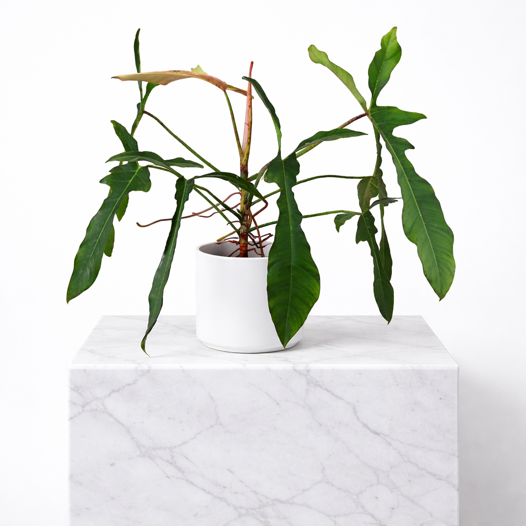 Potted Philodendron Longilobatum ‘Lelano Miyano’ plant on a white marble surface with a white background