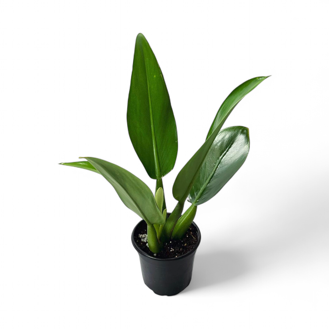 Philodendron Martianum 'Fat Boy' - Philodendron - Soiled