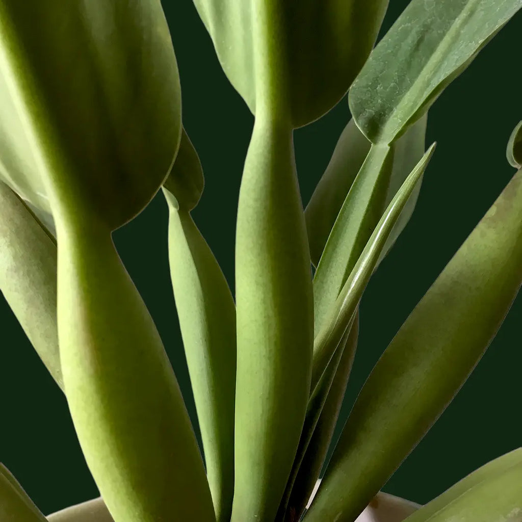 green fatboy philodendron Philodendron Martianum 'Fat Boy'