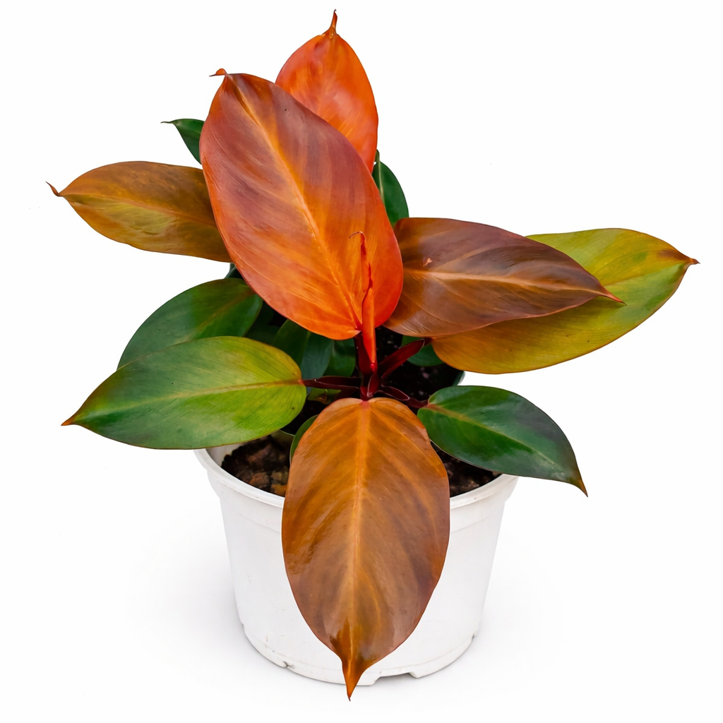 Potted Philodendron McColley's Finale plant with orange and green leaves on a white background