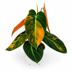 Philodendron Melanochrysum Variegated