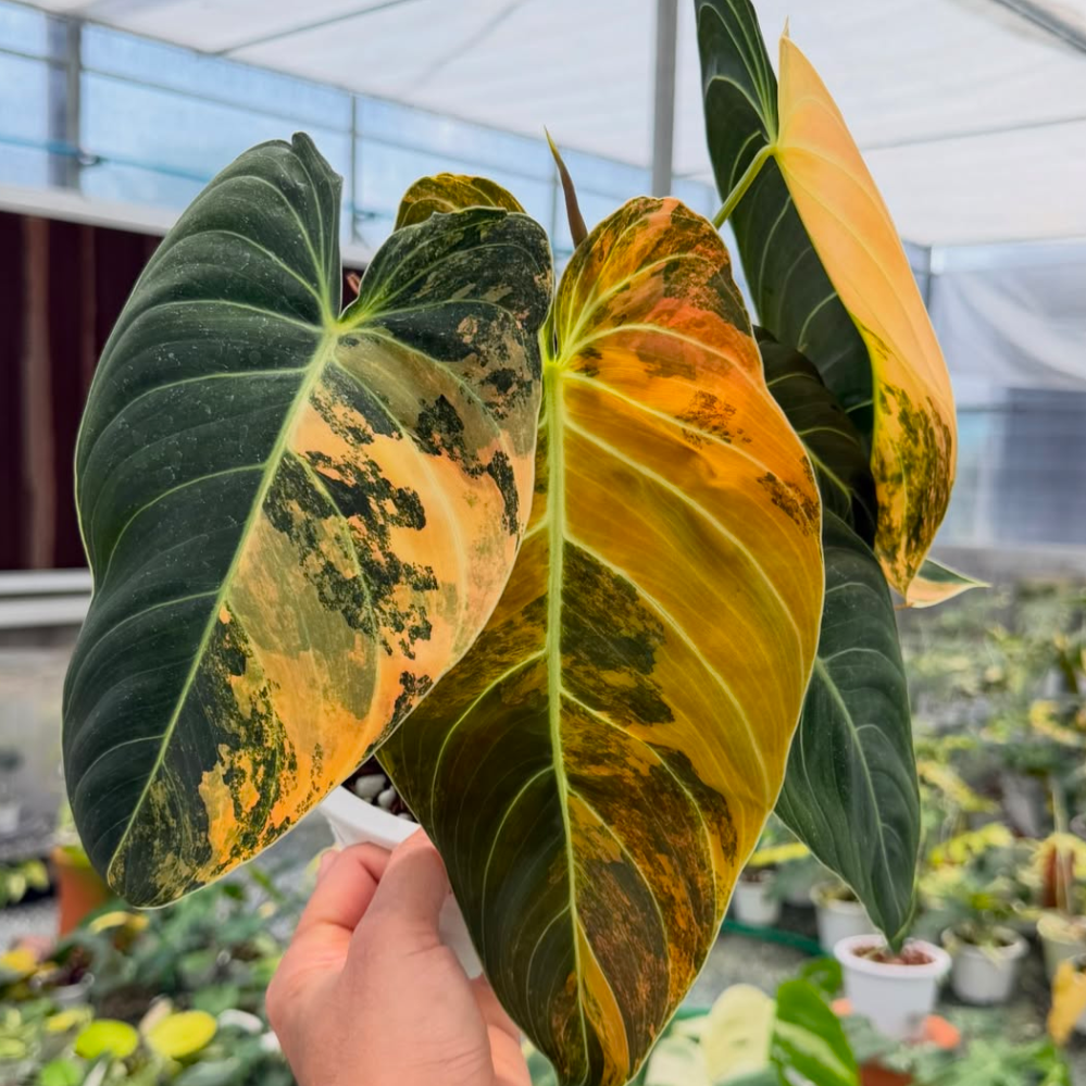 A hand holding a variegated Philodendron plant with large heart-shaped leaves showing green, yellow, and orange variegation, set against a greenhouse background with other potted plants.