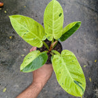 A person's hand holding a Philodendron Melinonii Variegated plant with vibrant green variegated leaves, photographed from a top-down perspective on a wet gray concrete surface.