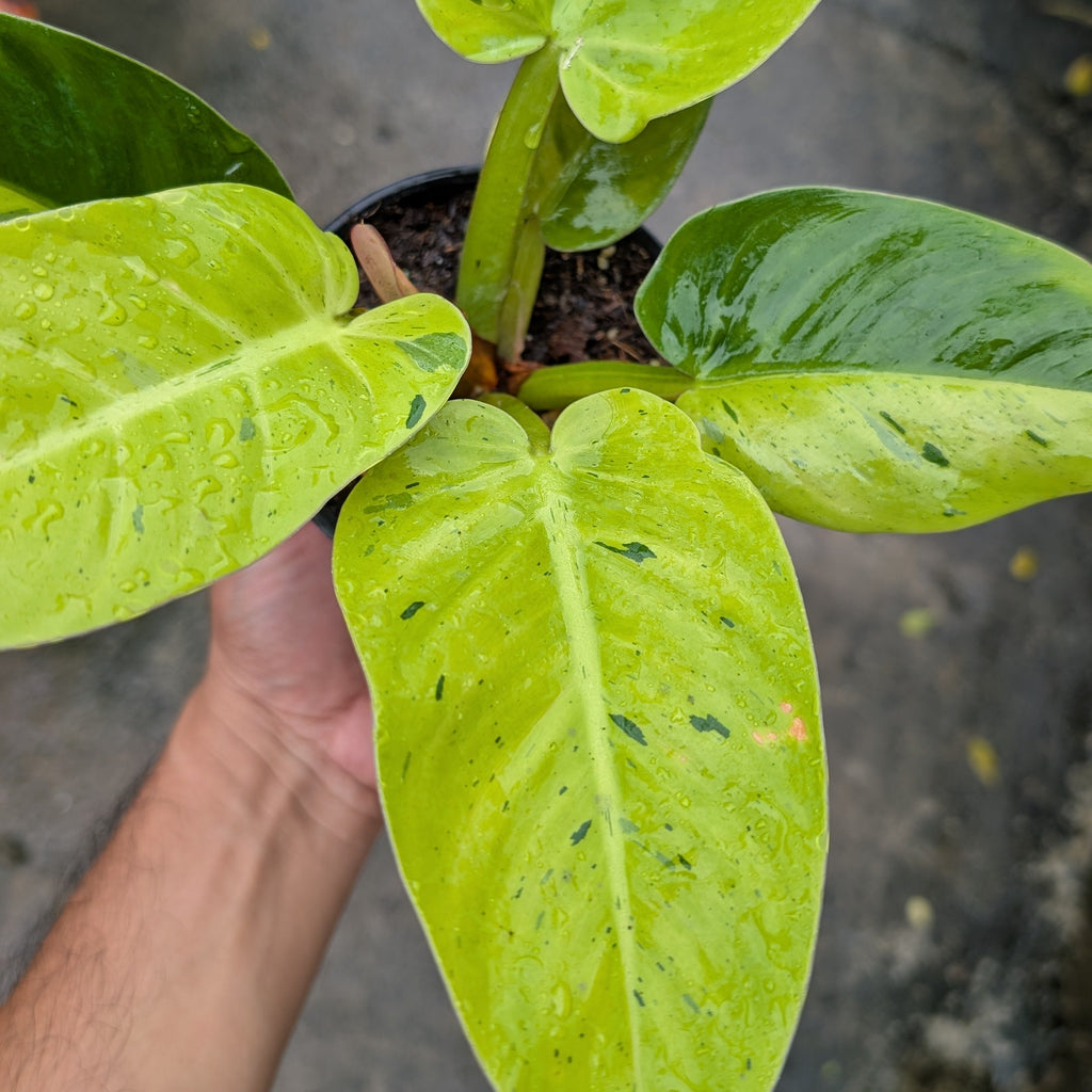 A potted variegated Philodendron Brasil plant with bright chartreuse-green leaves held by a person's hand against a wet gray concrete background.