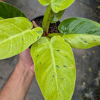 A potted variegated Philodendron Brasil plant with bright chartreuse-green leaves held by a person's hand against a wet gray concrete background.