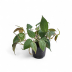 Philodendron Micans - Philodendron - Soiled