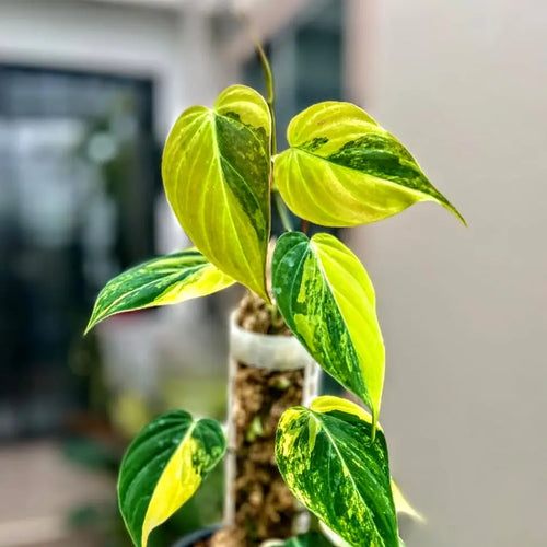 philodendron micans yellow leaves Philodendron Micans Aurea Variegated