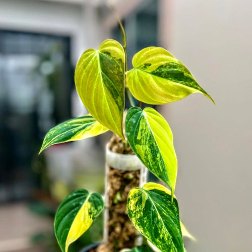 Close-up of a potted Philodendron Micans Aurea Variegated plant with green and yellow leaves in an indoor setting.
