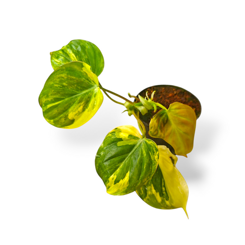 Variegated green and yellow leaves on a white background