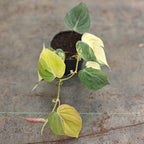 A variegated heart plant in a small black nursery pot, featuring green and pale yellow variegated leaves, photographed on a textured gray surface.