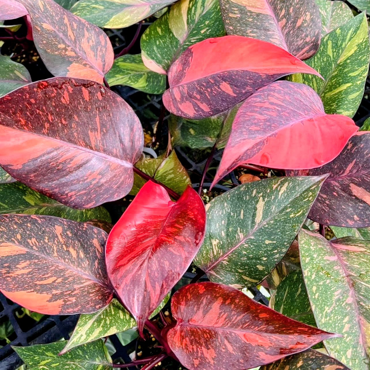 Close-up of a plant with red, green, and pink leaves.