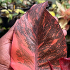 Hand holding a large, red, and black patterned leaf with blurred plants in the background