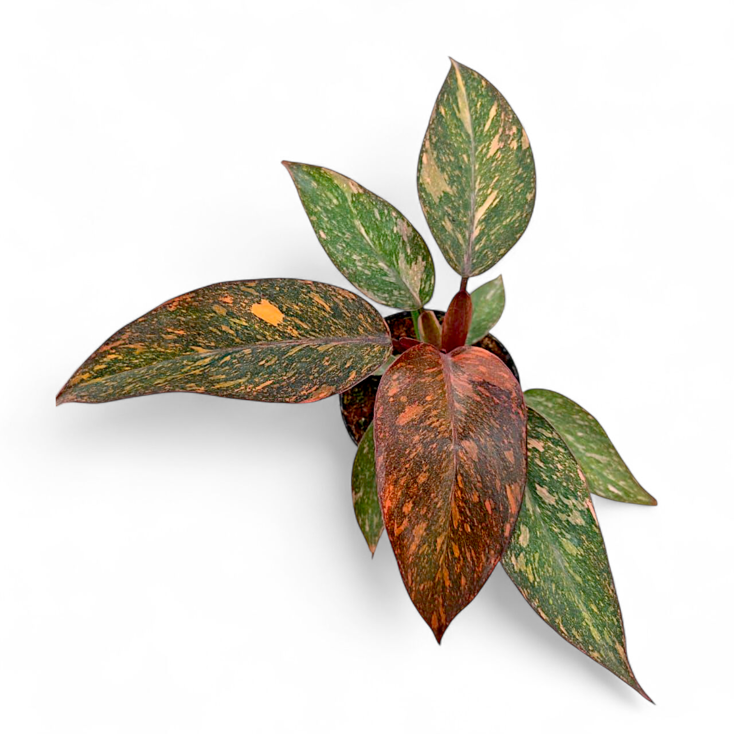 Variegated leaf plant on a white background