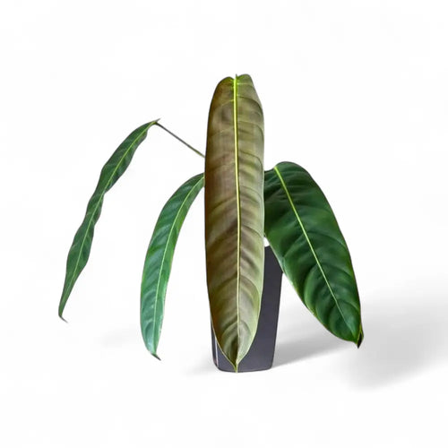 philodendron patriciae for sale Philodendron Patriciae – Rare Corrugated Leaf Aroid