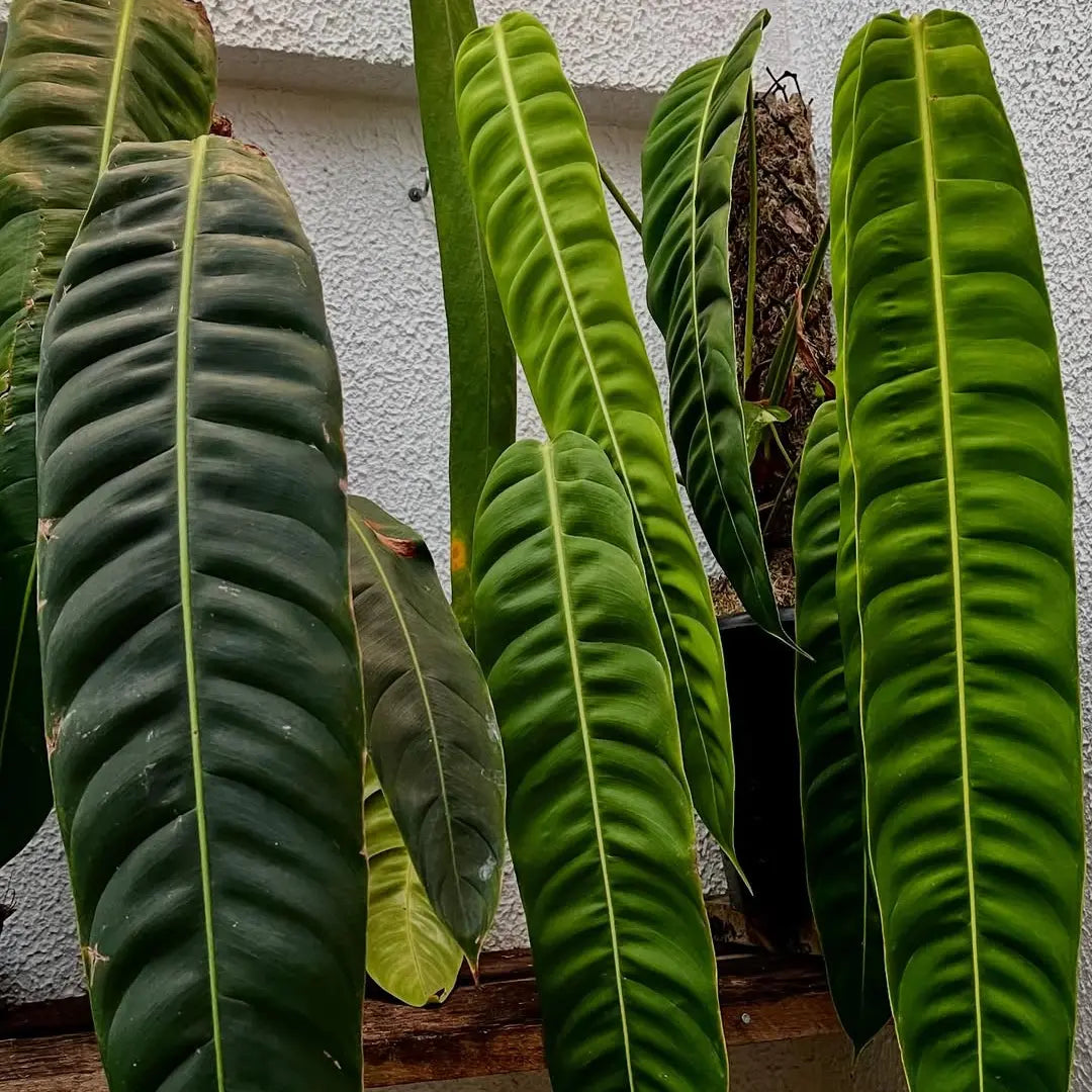 philodendron patriciae for sale Philodendron Patriciae – Rare Corrugated Leaf Aroid