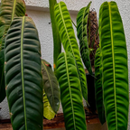 Philodendron Patriciae mature