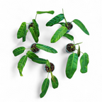 Philodendron Patriciae plant