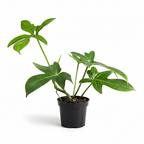 Potted Philodendron Pedatum plant with green leaves on a white background
