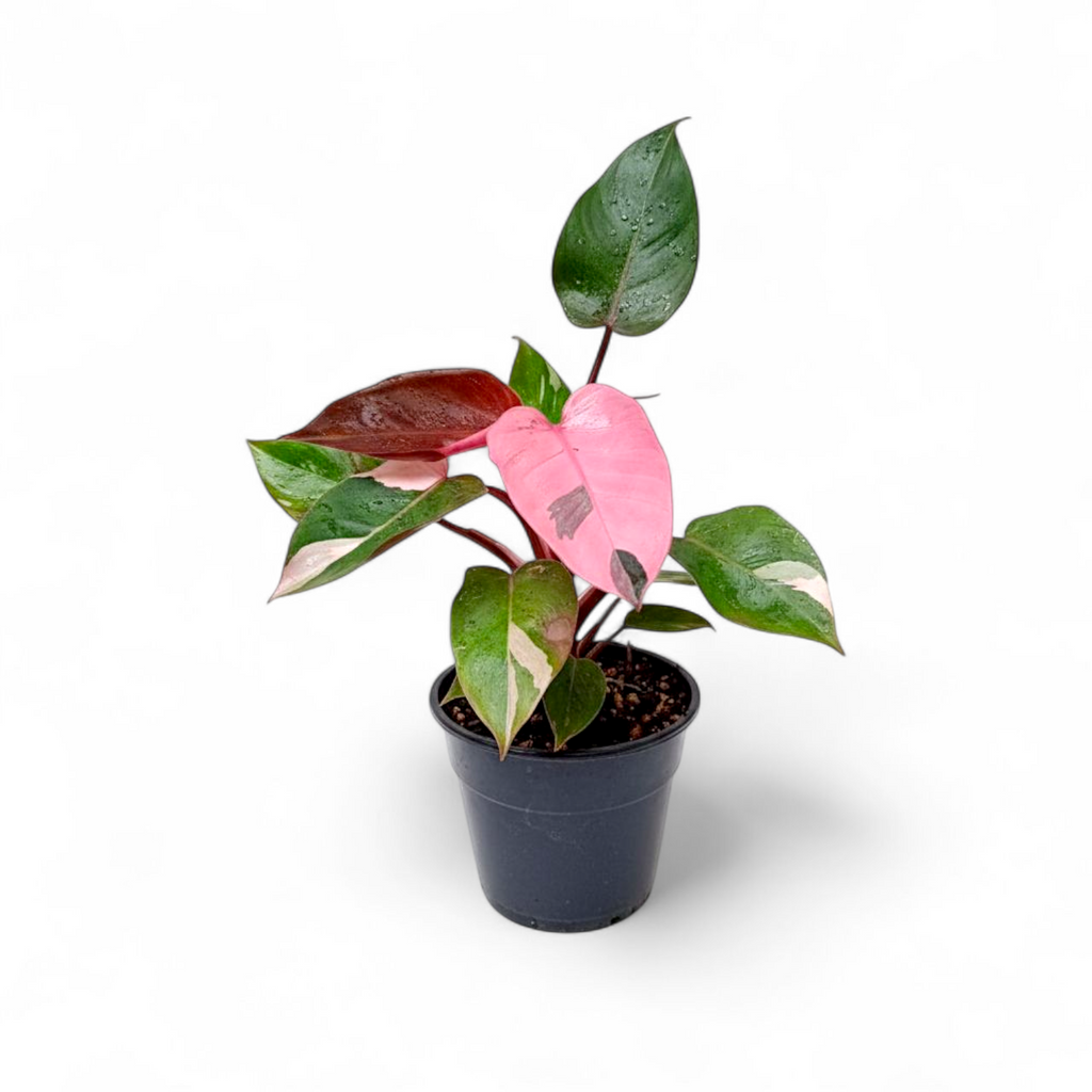 Potted plant with a pink heart-shaped leaf on a white background