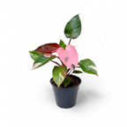 Potted plant with a pink heart-shaped leaf on a white background