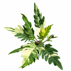 Philodendron Pinnatifidum Variegated