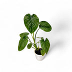 Philodendron Plowmanii - Philodendron - Soiled