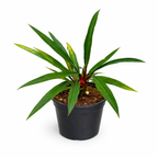 Potted Philodendron Pluto 'Narrow Mutation' plant with green leaves on a white background