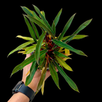 Hand holding a plant with green leaves against a black background