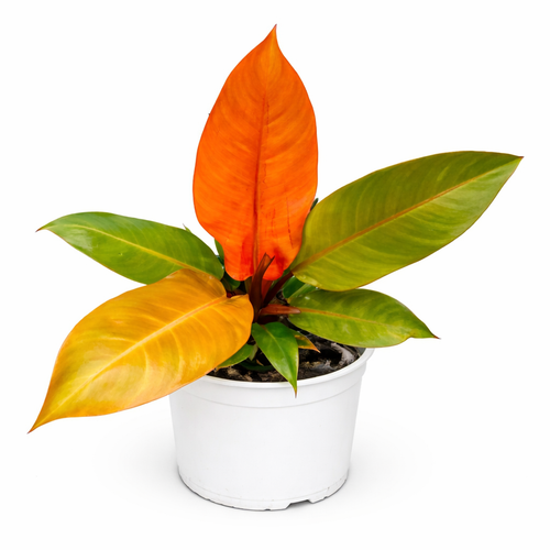 Potted Philodendron 'Prince of Orange' plant with orange and green leaves on a white background