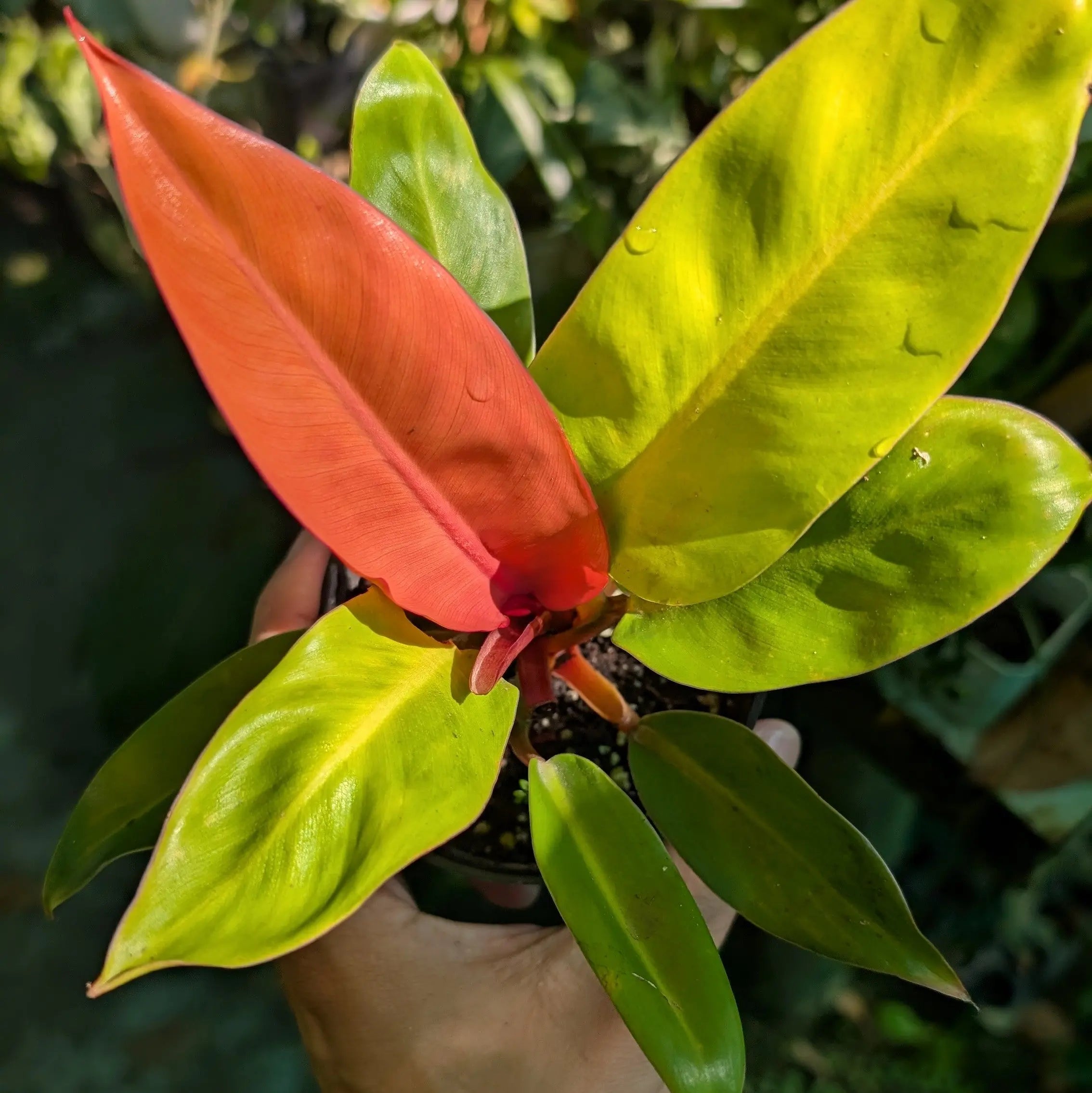 orange philodendron flowering Philodendron 'Prince of Orange'