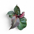 Green and purple leafy Philodendron Red Heart plant on a white background