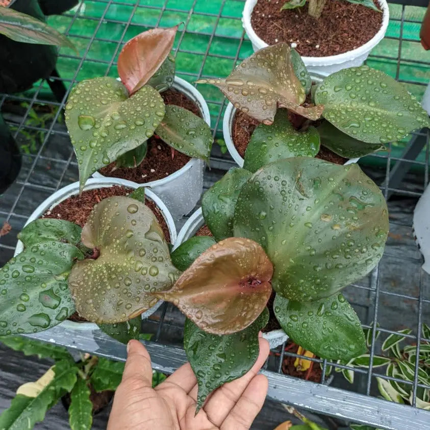 red heart philodendron plant Philodendron Red Heart - Stunning Hybrid Houseplant