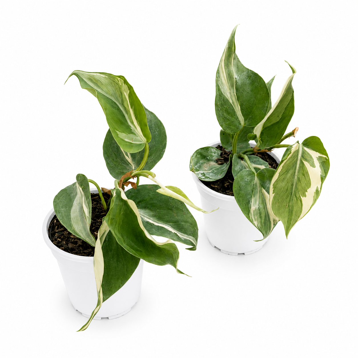 Philodendron Rio