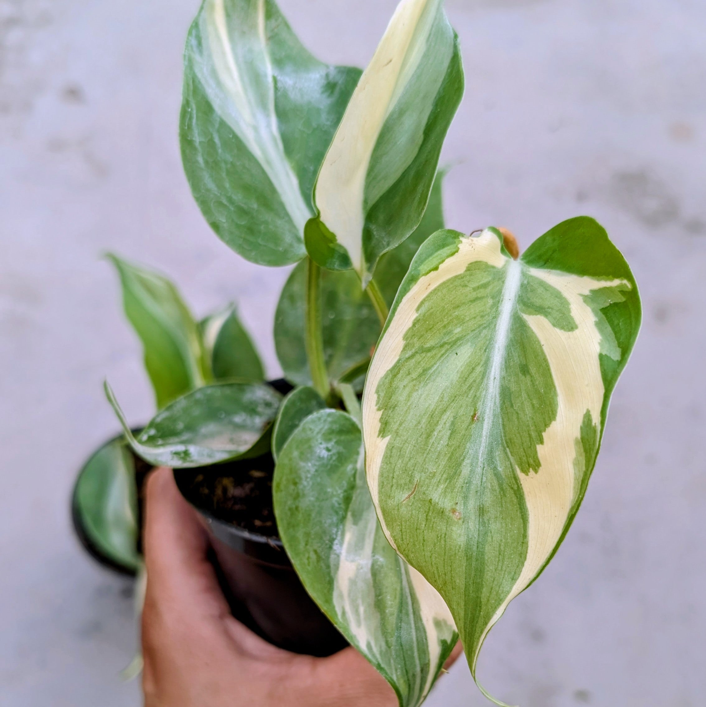 Philodendron Rio closeup
