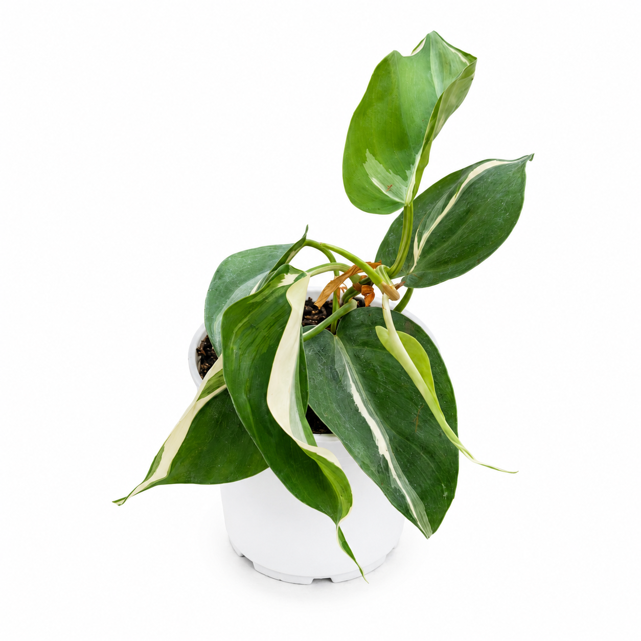 Philodendron Rio single